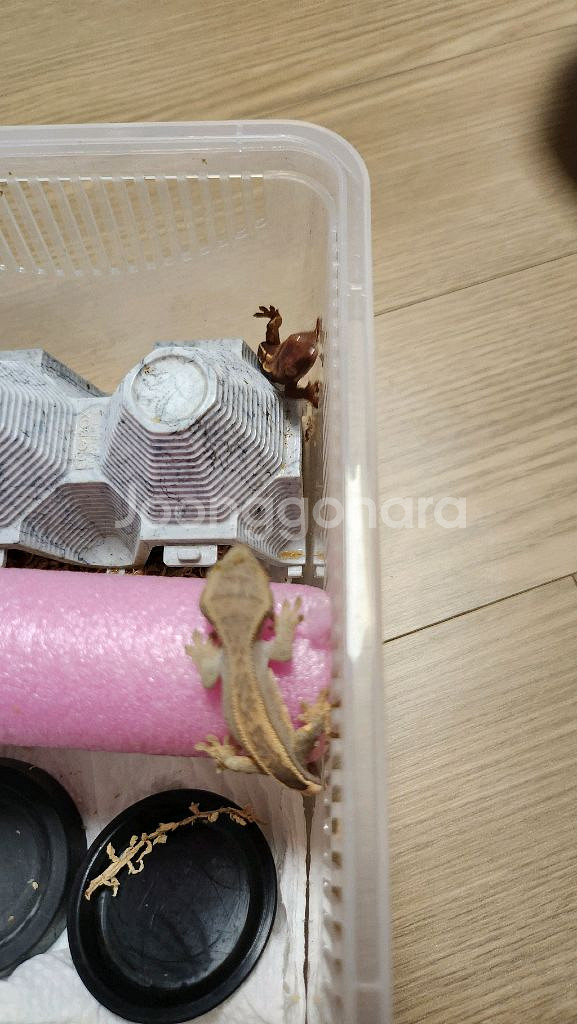 크리스티드게코 베이비--1