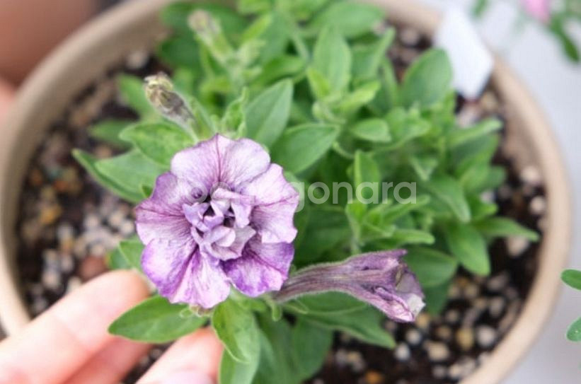 페츄니아 미드나잇사쿠라--0