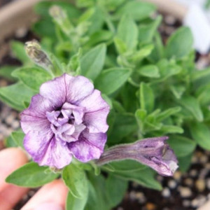 페츄니아 미드나잇사쿠라