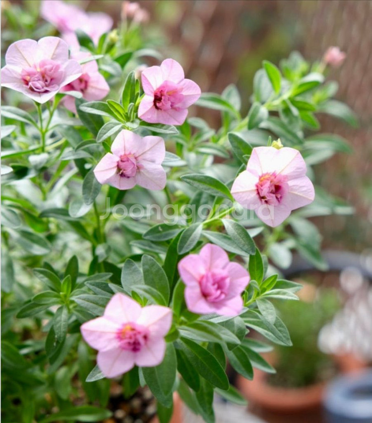 칼리브라코아 스트로베리라떼--0