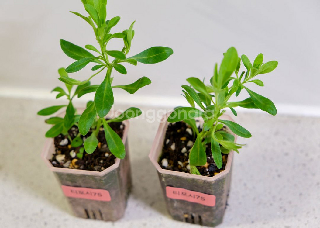 칼리브라코아 티포시75--1