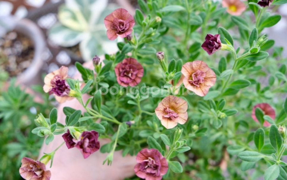 칼리브라코아 티포시75--0