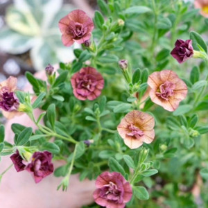 칼리브라코아 티포시75