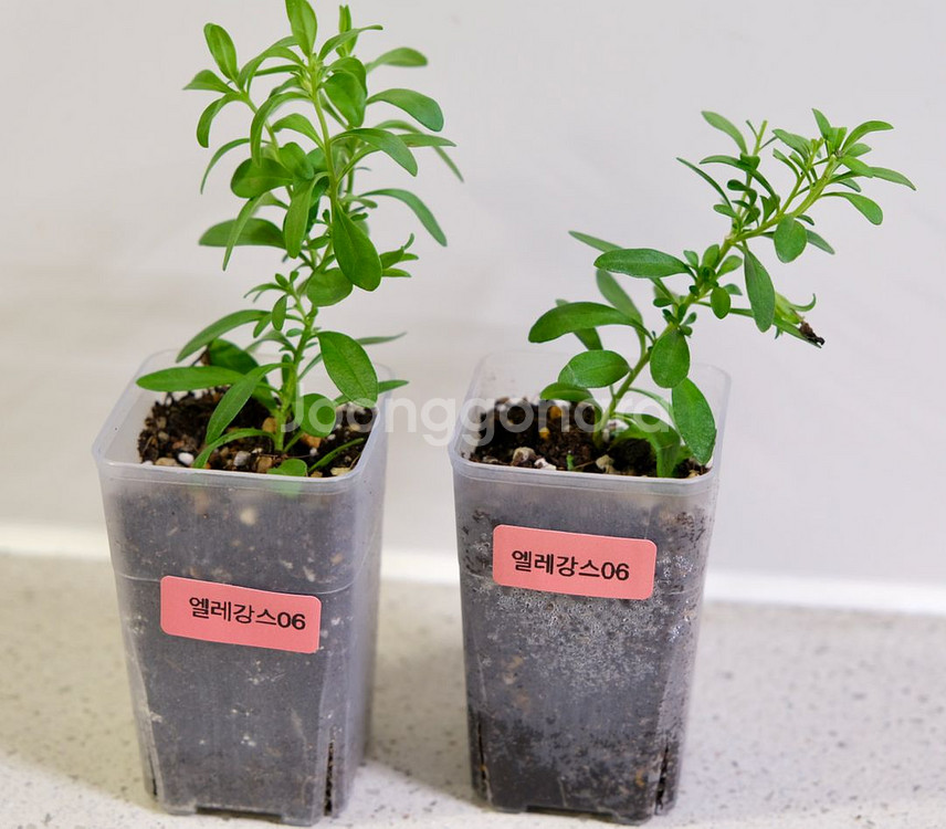 칼리브라코아 엘레강스06--1