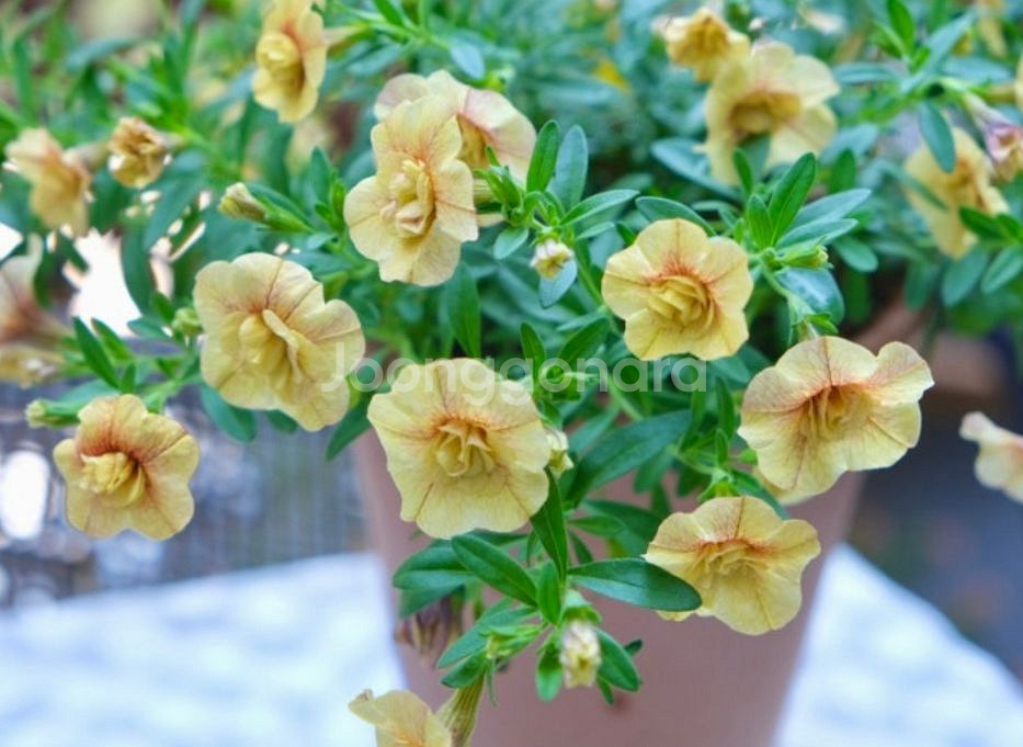 칼리브라코아 엘레강스06--0