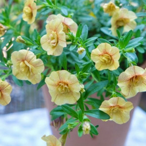 칼리브라코아 엘레강스06