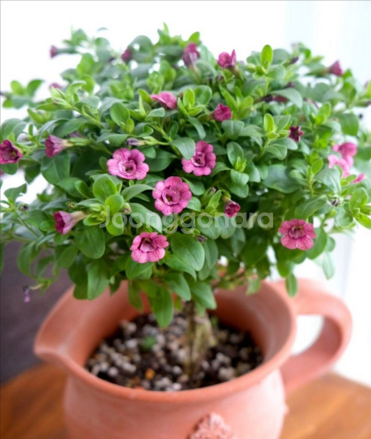 칼리브라코아 티포시62--0