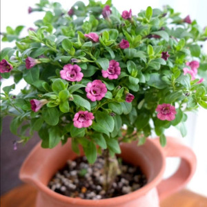 칼리브라코아 티포시62