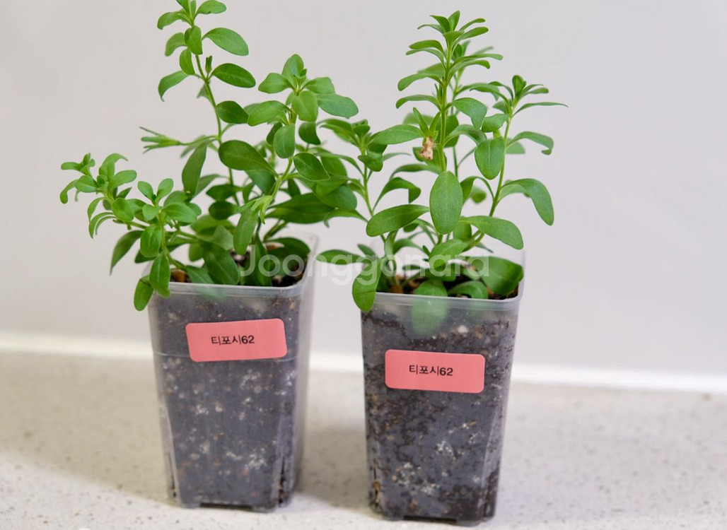 칼리브라코아 티포시62--1