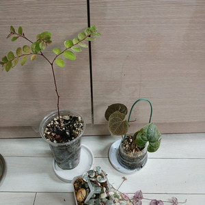 러브체인금. 소코라코. 디오스코레아디스컬러 3종 일괄