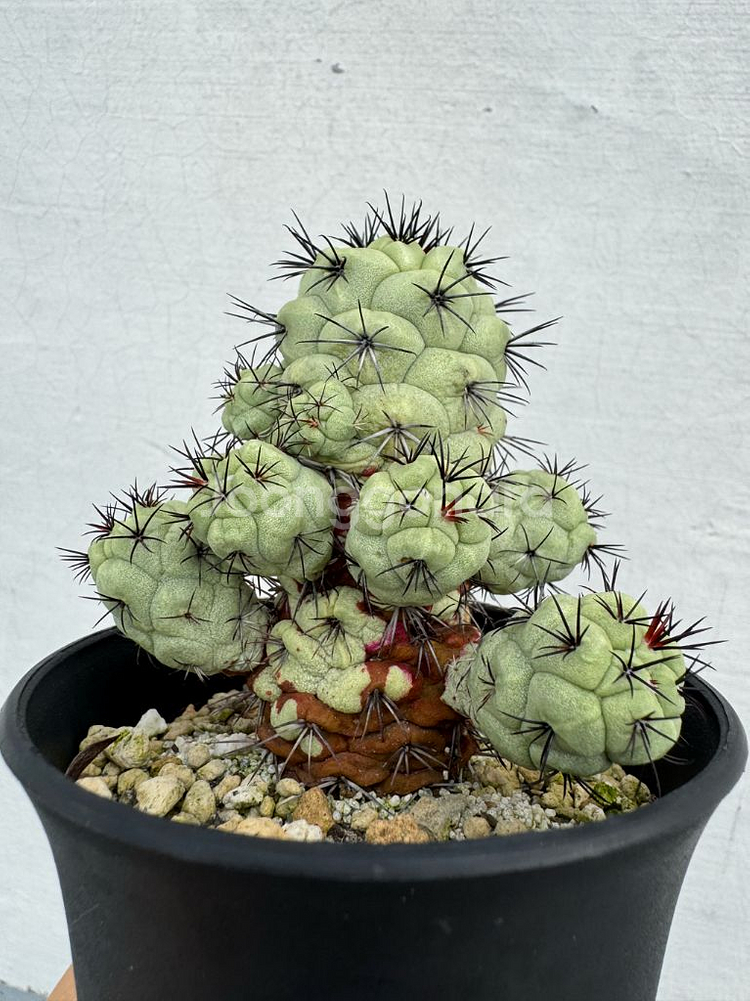 아프리카식물 맥도우갈리 (맥도가리)--0