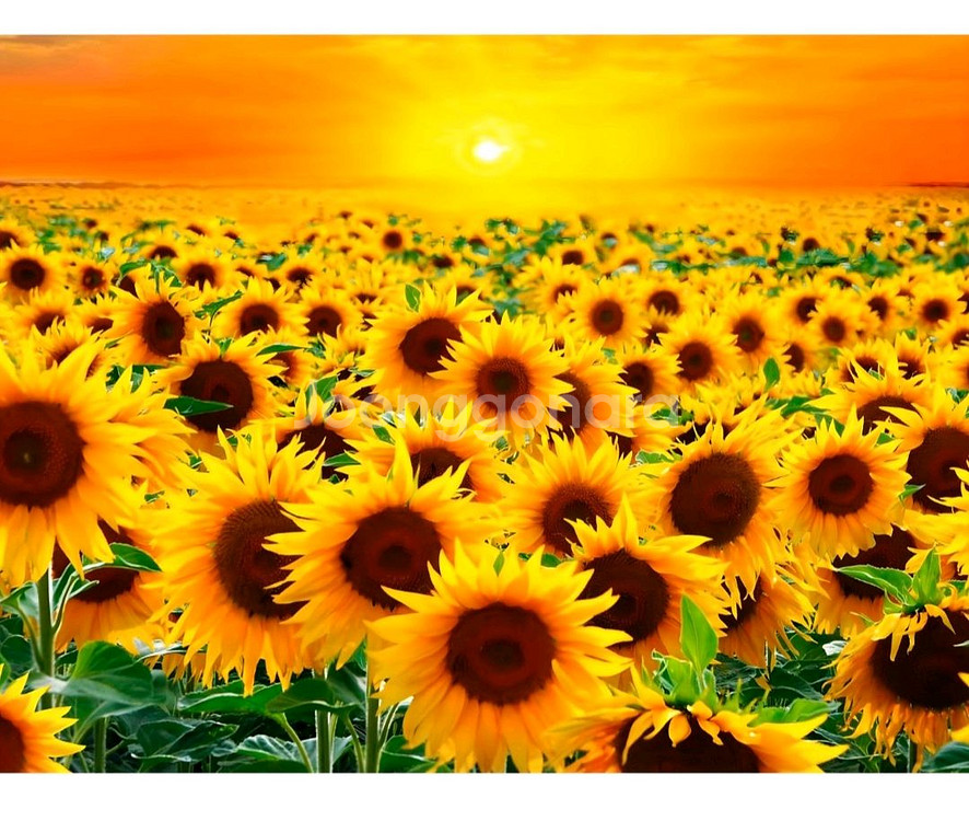 해바라기밭 보석십자수 주문제작해드려요--0