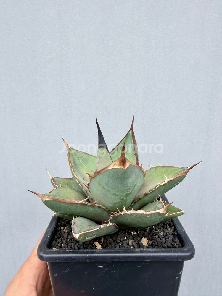 아가베티타노타 씨들링개체 퍈매합니다--0