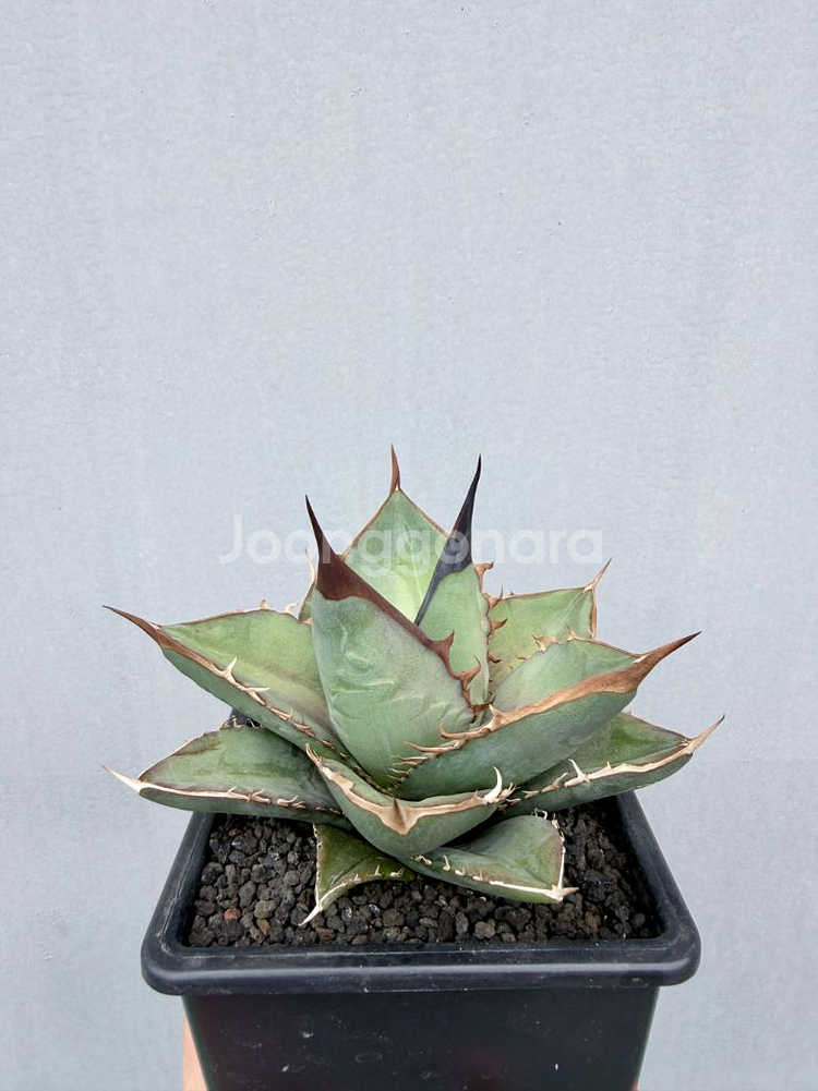 아가베티타노타 씨들링개체 퍈매합니다--2