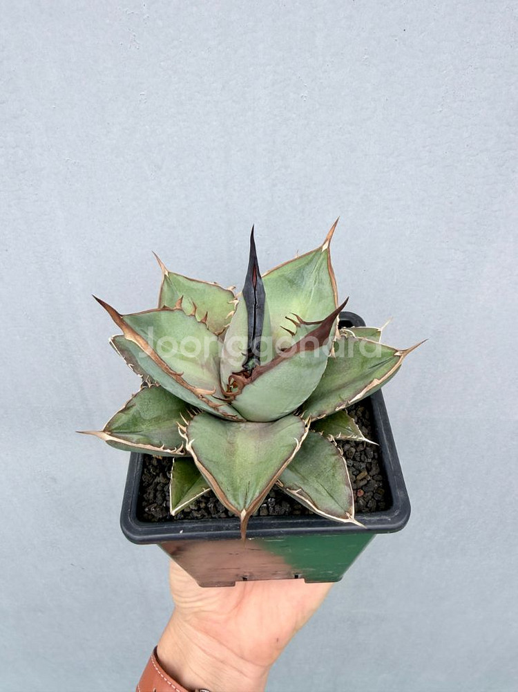 아가베티타노타 씨들링개체 퍈매합니다--1