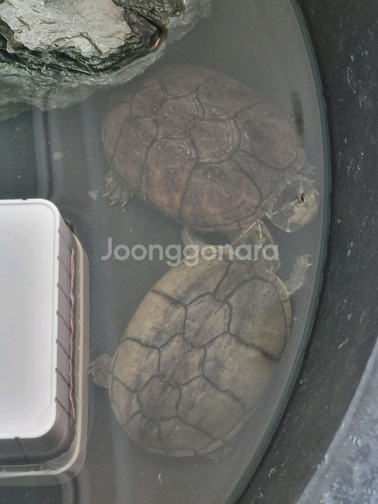 커먼 머스트 거북이 2마리 분양합니다--0