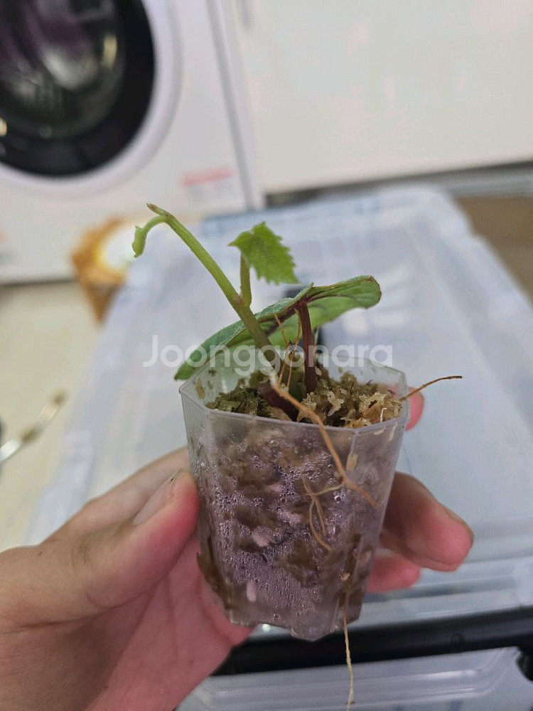 Pterisanthes sp. Silver--1
