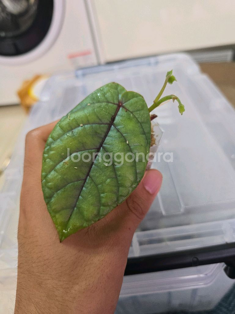 Pterisanthes sp. Silver--0