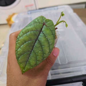 Pterisanthes sp. Silver
