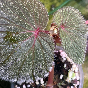 베고니아 sp. lambii