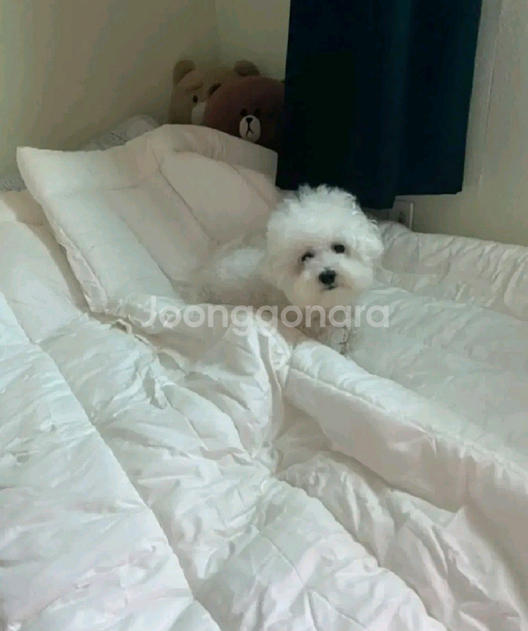 구름 순면 차렵이불--2