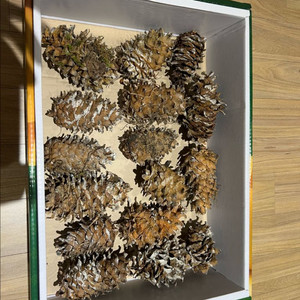 국내산 잣송이 16개 + 피잣 270g 팔아요