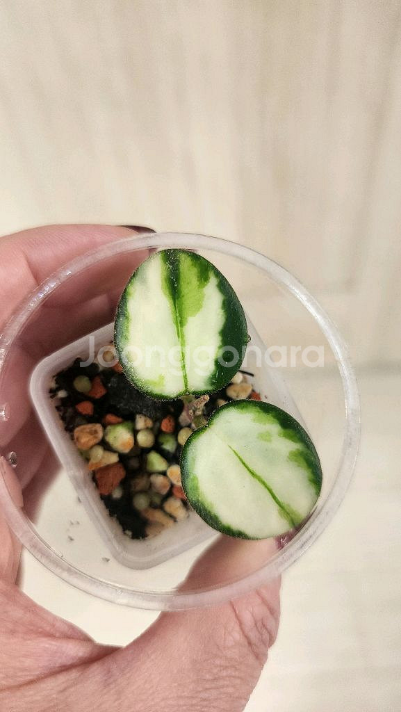호야마틸드바리에가타--0