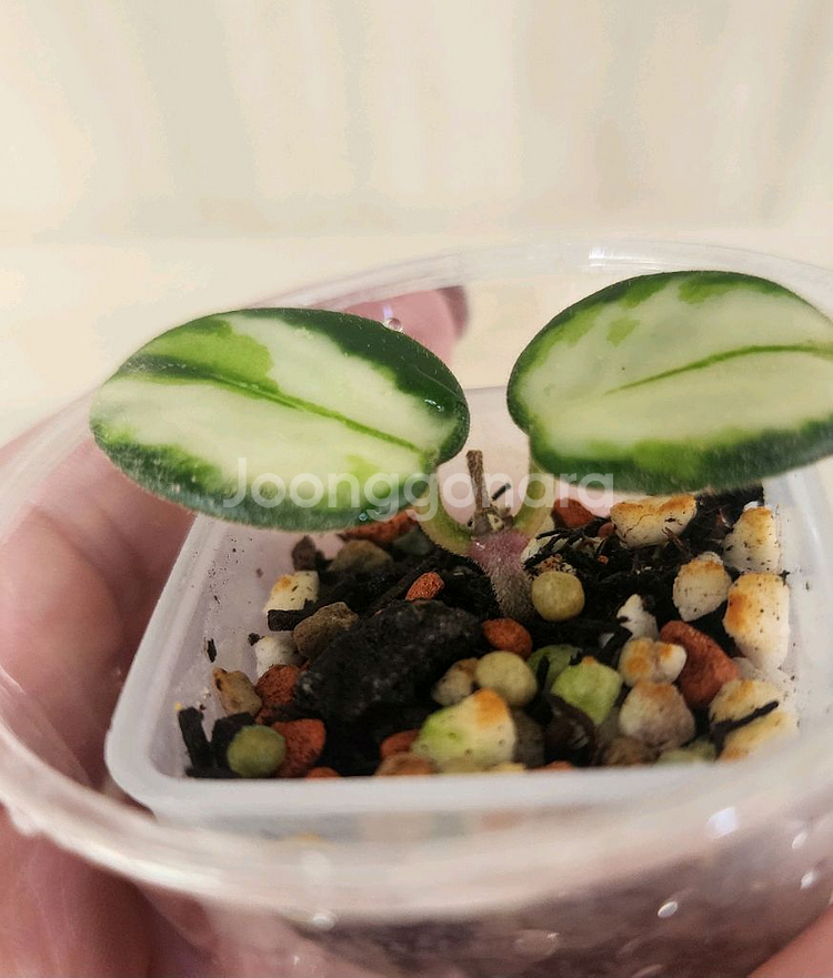 호야마틸드바리에가타--1