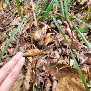 송이버섯예약판매시작 이미지