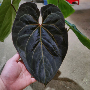 안스리움 파필리라미넘 하브 대품