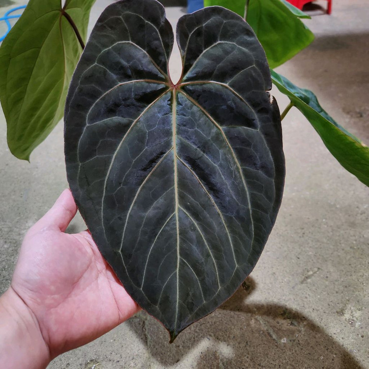 안스리움 파필리라미넘 하브 대품--1