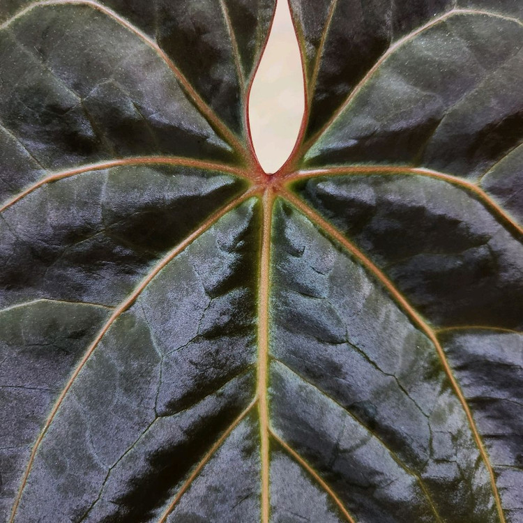 안스리움 파필리라미넘 하브 대품--2