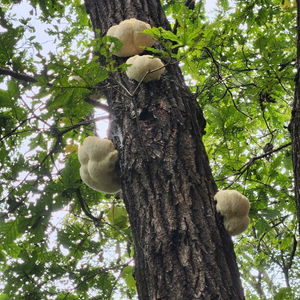 자연산 노루궁댕이버섯 판매