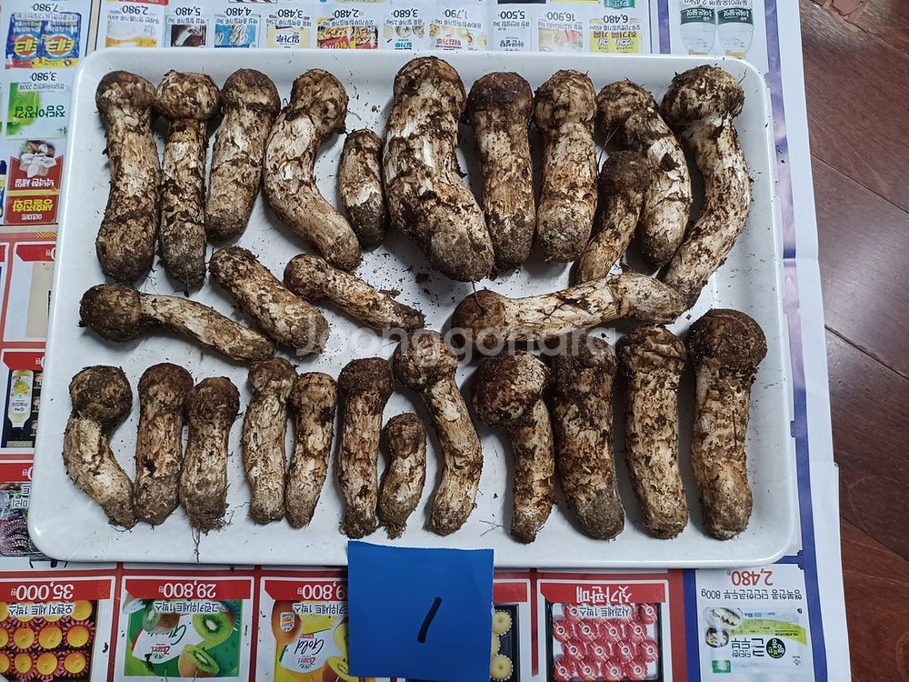 국내산 송이버섯 (1kg 25만원)--0