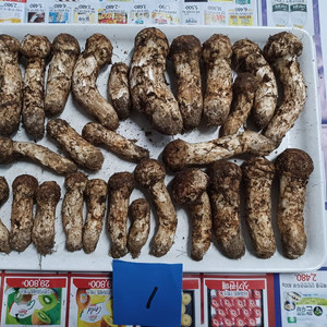 국내산 송이버섯 (1kg 25만원)