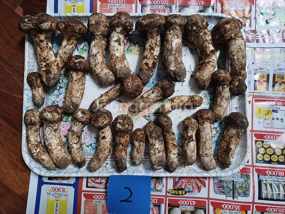 국내산 송이버섯 (1kg 25만원)--1