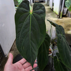 안스리움 파필 다크폼 파필블루