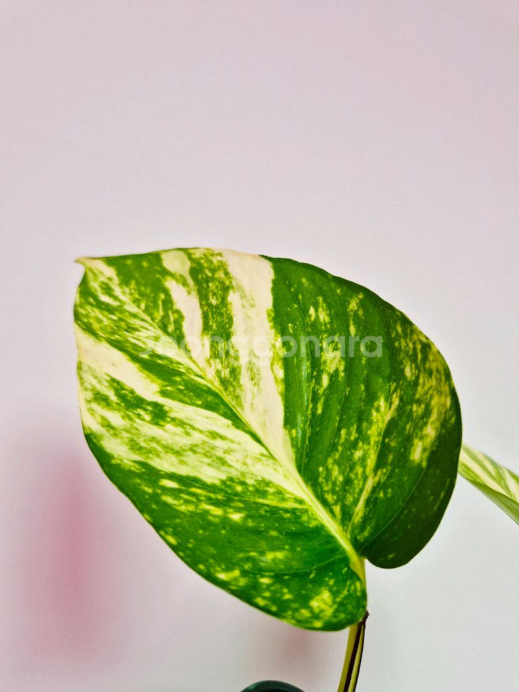 하와이안 스킨답서스(대왕스킨답서스) 잎이 40cm 넘게--1