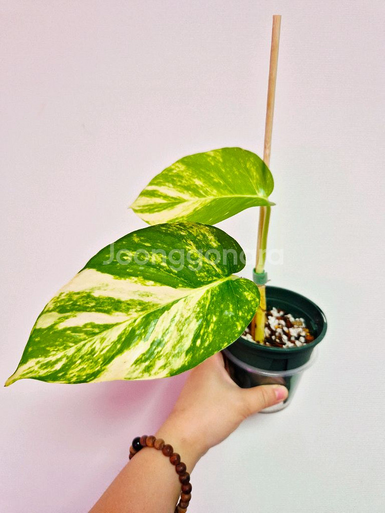 하와이안 스킨답서스(대왕스킨답서스) 잎이 40cm 넘게--0