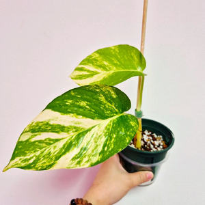 하와이안 스킨답서스(대왕스킨답서스) 잎이 40cm 넘게