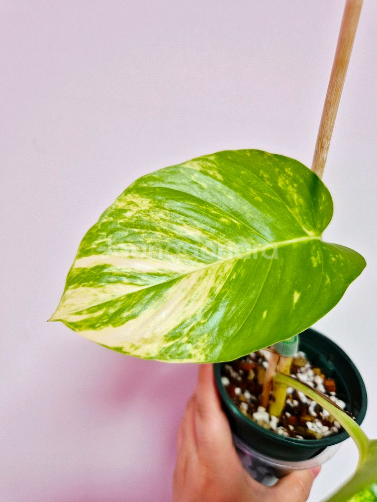 하와이안 스킨답서스(대왕스킨답서스) 잎이 40cm 넘게--2