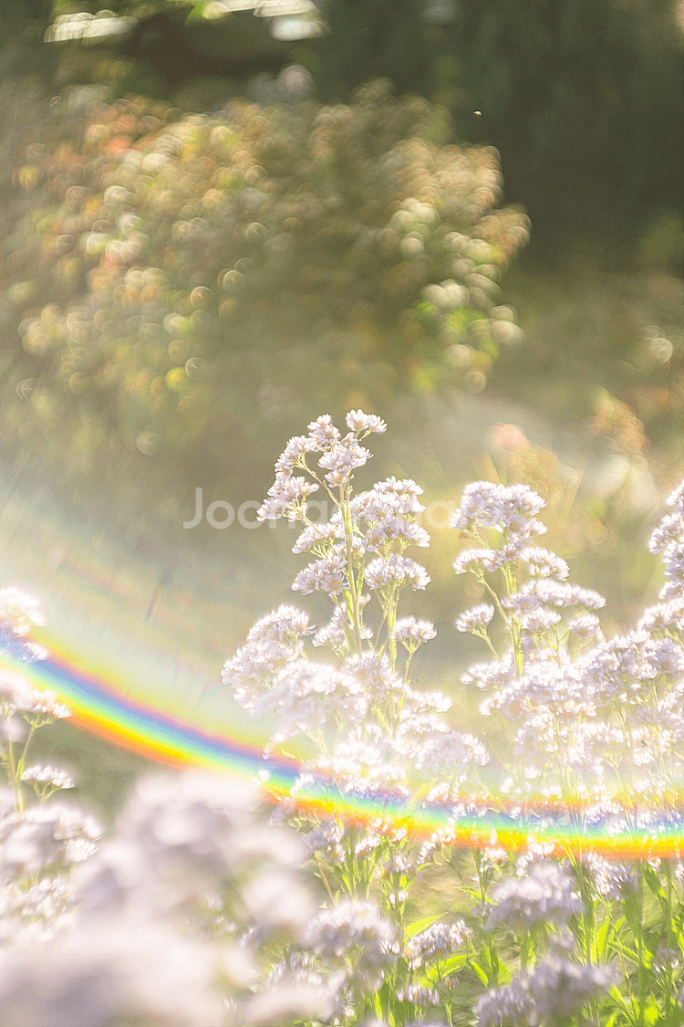 라이카 50mm f1.5 주마릿 렌즈 판매합니다.--8