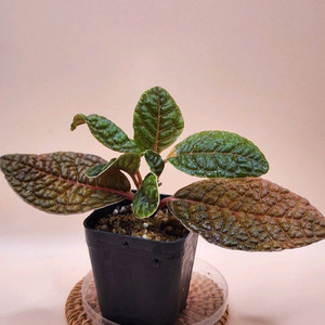 아르디시아 디노