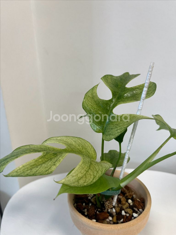 S급 풀민트 히메몬스테라--2