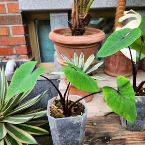 콜로카시아 파라오마스크 이미지