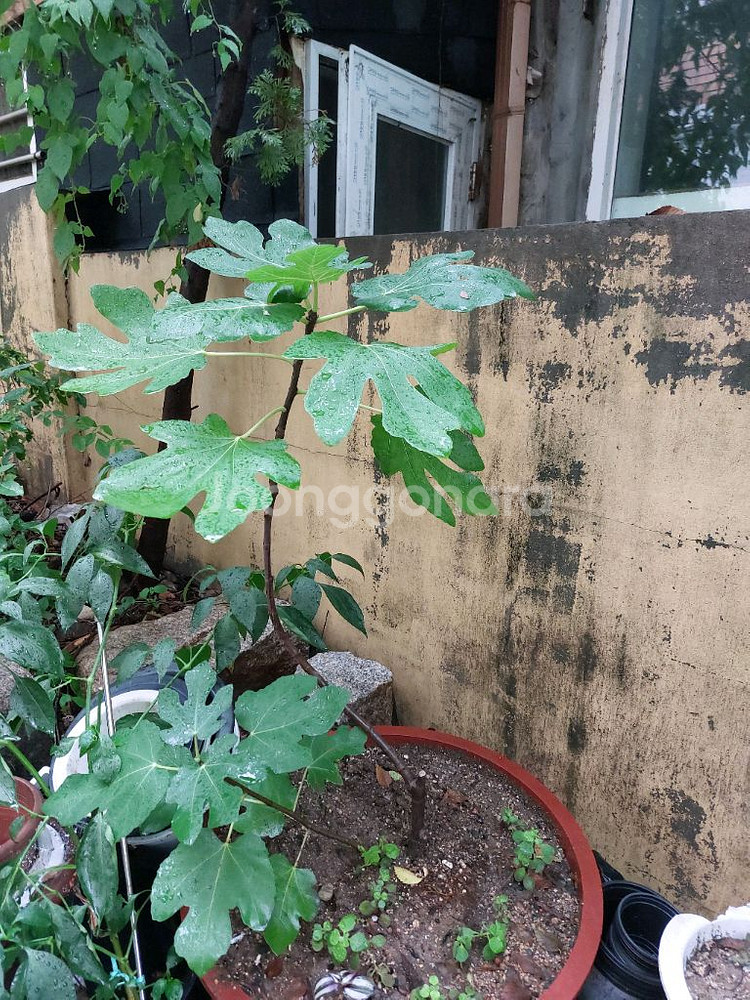 무화과 나무 식물--0