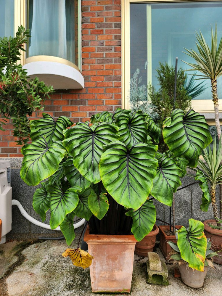 콜로카시아 파라오파스크 이미지