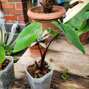 콜로카시아 파라오파스크 이미지