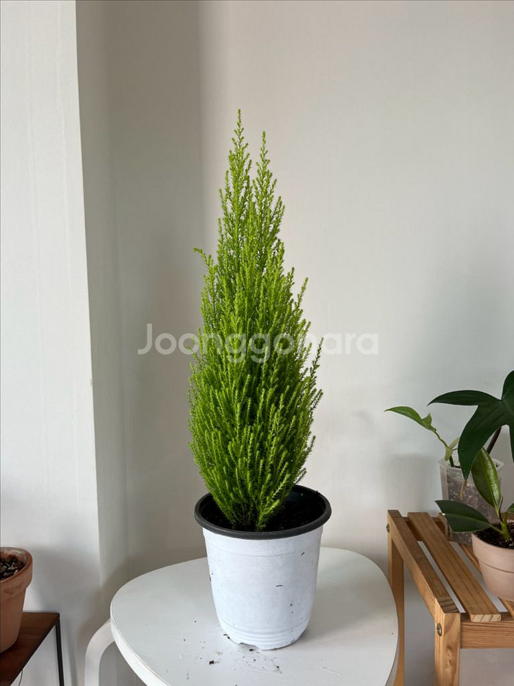 율마 70cm 중대품--0