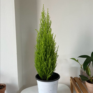 율마 70cm 중대품